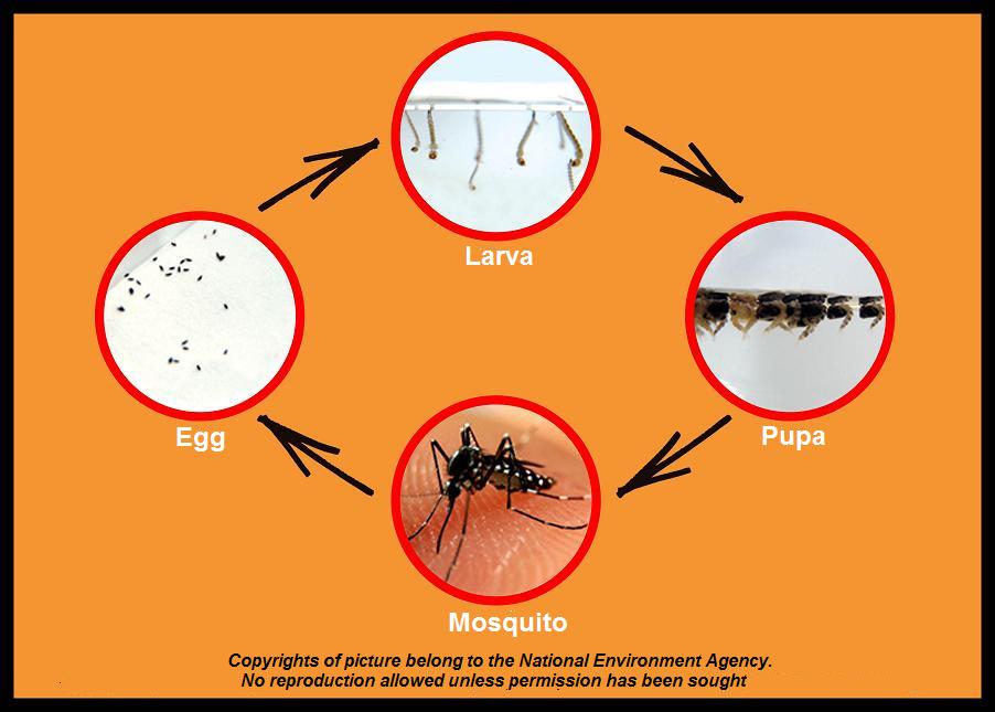 Lifecycle